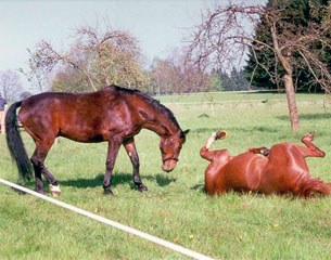 Angelika's horses Per Saldo and Gustav frolicking in the field