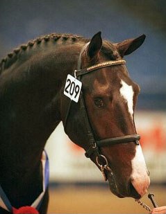Paddo, champion of the 2000 KWPN Stallion Licensing :: Photo © Dirk Caremans