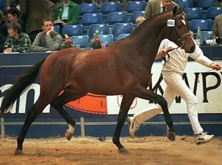 2000 KWPN reserve stallion champion Patrick (by Kennedy) :: Photo © Dirk Caremans