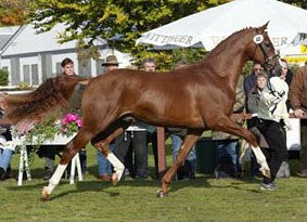 Royal Blend at the 2003 Hanoverian Stallion Licensing