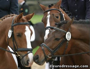 The British FEI ponies share a sniff: Caresto, Wester Aikema's Adios, Chantandu