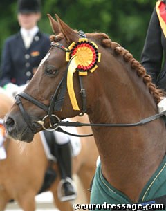 European pony champion Dressman