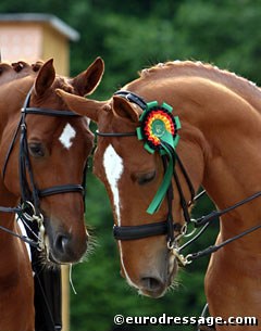 Belgian Young Riders' horses Capriccio and Widor