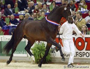 Uptown, champion of the 2004 KWPN Stallion Licensing