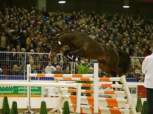 Ustinov, 2004 KWPN Show jumping licensing champion :: Photo © Dirk Caremans