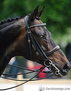 This pretty face is Tristan ASK, Louise Nathhorst's Danish warmblood
