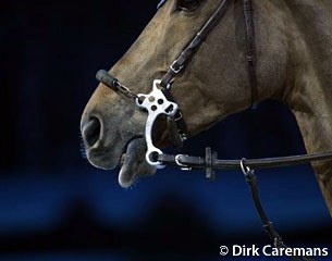 The hackamore: cruel or not, for or against the welfare of the horse?
