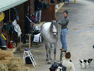 An Andalusian getting groomed in the stable area