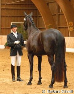 Heiner Schiergen presents the lovely Floydtina (by Feiner Ludwig) in a class for four-year-olds, which she won