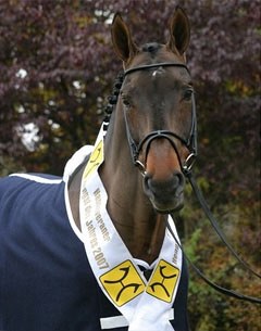 Stakkato, Hanoverian Stallion of the Year 2007