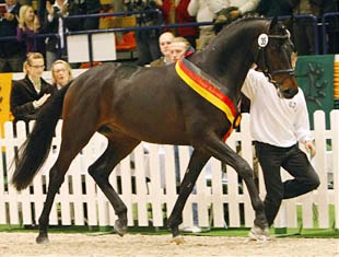 Iskander, champion of the 2008 Trakehner Stallion Licensing :: Photo © Stefan Lafrentz