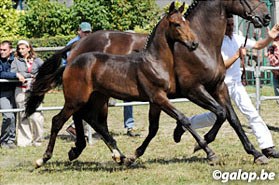 Jil Sandro Real, 2009 BWP Foal Champion :: Photo © Galop.be