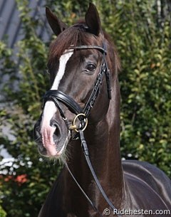 Blue Hors Don Schufro (by Donnerhall x Pik Bube I) :: Photo © Ridehesten.com