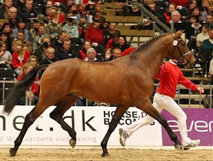 L'Espoir, champion of the 2009 Danish Stallion Licensing :: Photo © Ridehesten.com