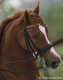 Fazzino (by Florestan x Rivellino xx) - Bronze medallist at the 2004 World Young Horse Championships