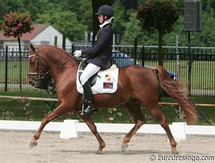German Reitpony licensed stallion and FEI Dressage Pony Derengo