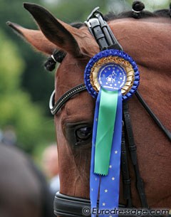 Seigneur with an official European Junior/Young Riders Championship ribbon