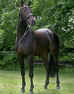 Lord Leatherdale has four colts through to the second phase of the 2012 KWPN Stallion Licensing