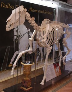 The skeleton of Aktion at the Anatomy Museum of the Veterinary University of Budapest