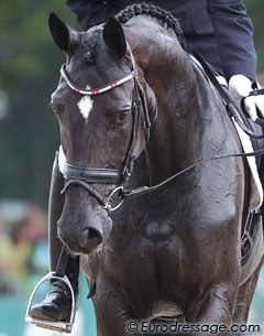 Uno Donna Unique (by Don Schufro x Falkland). She has two brothers who are licensed champions: Uno Don Diablo and Uno Don Diego