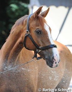 Oldie Gracioso gets a refreshing bath as well