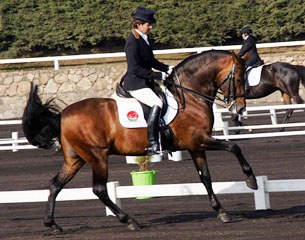 Antonio Rivera also competed this Iberian bred Laurel at the CDN Ajuco