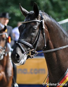 Furstenball: 2006: Most expensive auction foal ever at the time - 2008: Oldenburg licensing champion - 2009: Winner of 70-day performance test - 2010: Main Premium Champion - 2011: Bundeschampion