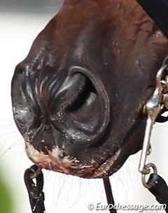 This horse was bleeding from its mouth in the Under 25 competition at the 2011 European Dressage Championships in August but did not get eliminated! :: Photo © Astrid Appels