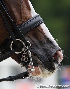 Bits in a Grand Prix horse's mouth :: Photo © Astrid Appels