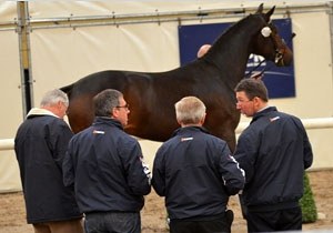 The KWPN Stallion Licensing Committee inspects the colts in Ermelo where they are presented for the first time :: Photo © KWPN