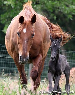 Newborn foal with mare :: Photo © Astrid Appels