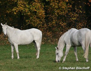 Renaissance Fleur in the field in November 2011 with her full brother Rendant