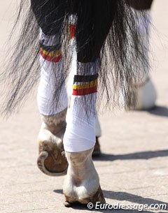 A Belgian team pony at the 2011 CDI-PJYR Roosendaal :: Photo © Astrid Appels