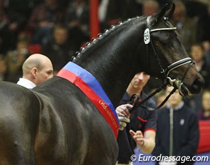 For Romance, champion of the 2011 Oldenburg Stallion Licensing :: Photo © Astrid Appels