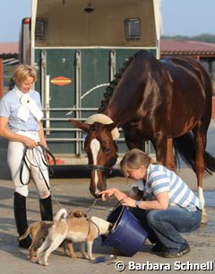In October Nadine Capellmann took Girasol to a show in Willich to start competing her again after a three-month break. After the test, grooms Sabine helped Girasol and Nadine's dogs, Lilly and Smilla, share a bucket of water. 