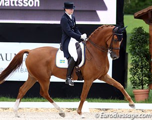 Between genius and madness: Marina Mattsson's Beckham (by Bernstein). Today was a mad day as the chestnut Swedish gelding spooked on several occasions and was not obedient to the aids