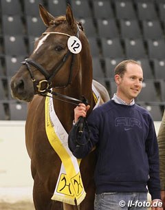 Don Frederic at the Hanoverian Stallion Licensing :: Photo © LL-foto.de