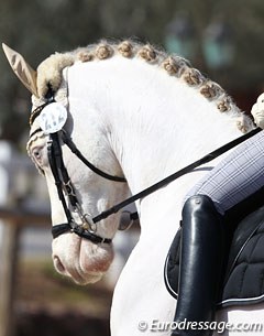 The cremello German Riding Pony Pegasus B (by Pan Tau B) :: Photo © Astrid Appels