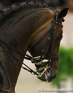 Blue Hors Romanov shows his tongue in the half passes