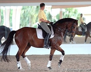 Lars Petersen schooling his second GP horse 14-year old DWB mare Mariett (by Come Back II x Sidney) :: Photo © Ridehesten.com