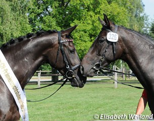 The two 3-year old champion mares: Syparis von Kaltweid and Lissie