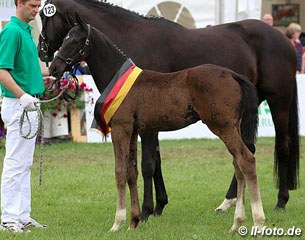The third placed colt by Bordeaux x Sandro Hit