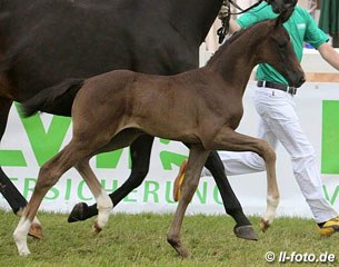The champion filly by De Niro x Sandro Hit