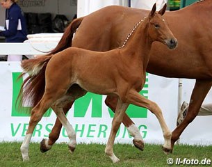 The ninth placed filly by Destano x Wolkentanz I