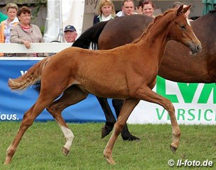 The reserve champion filly by Quasar de Charry x Hohenstein