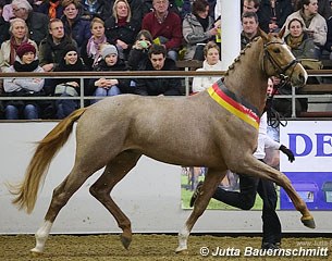 Donauruf, the 2012 Trakehner Stallion Licensing Champion