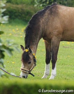 Rhyfedd Spike's halter has been decorated with dandelions while he enjoys a moment of grazing