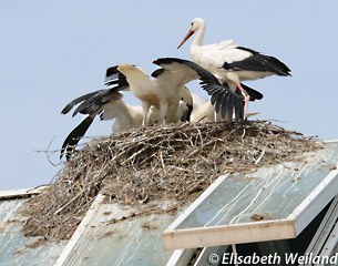 Storks have arrived