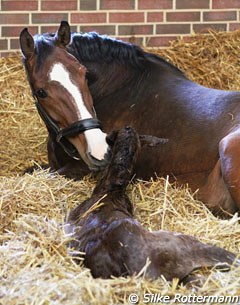 Newborn foal by Cashmir at Bourne Hill Stables