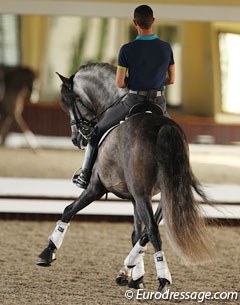 Nicholas Fyffe on the Andalusian Faisan AT